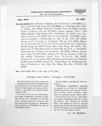 Puccinia bullata image